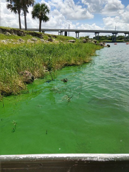 An active cyanobacterial harmful algal bloom at Port Mayaca Lock and Dam, Lake Okeechobee, FL in 2018